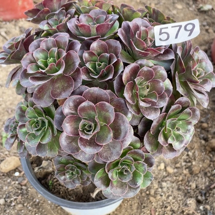 无花朵579对肉植物魅金玫瑰