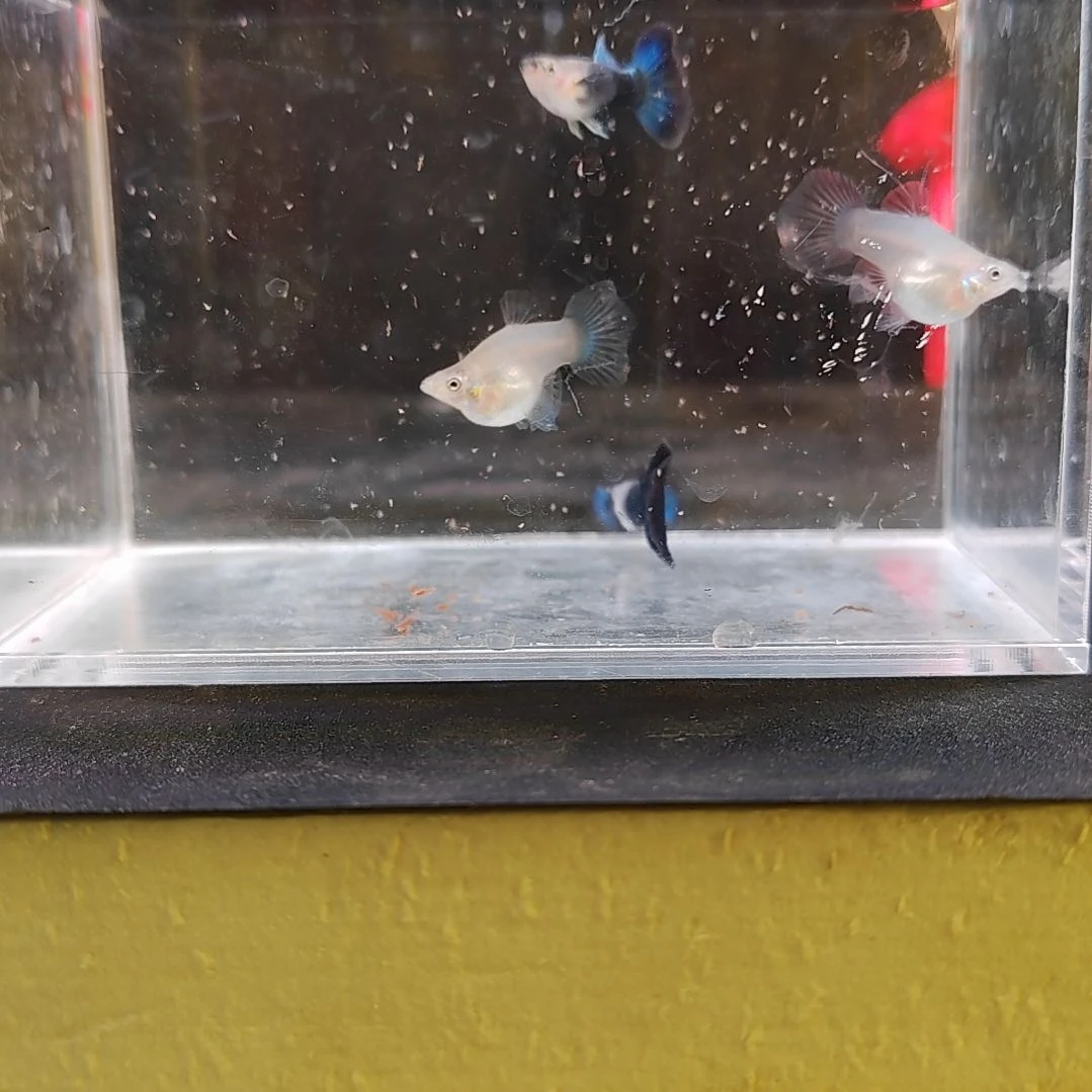 孔雀鱼编号01蓝礼服球