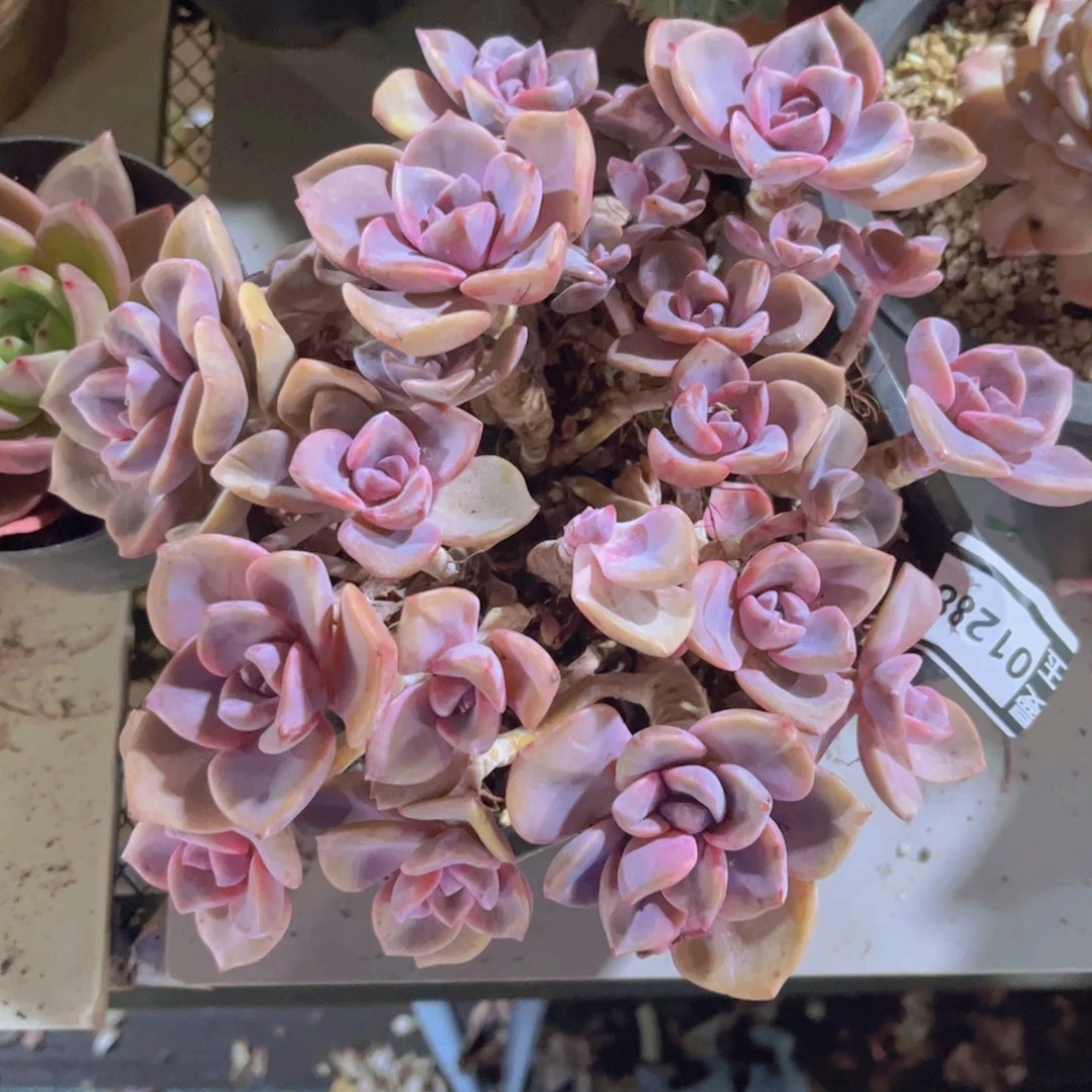 彩虹糖01288多肉植物