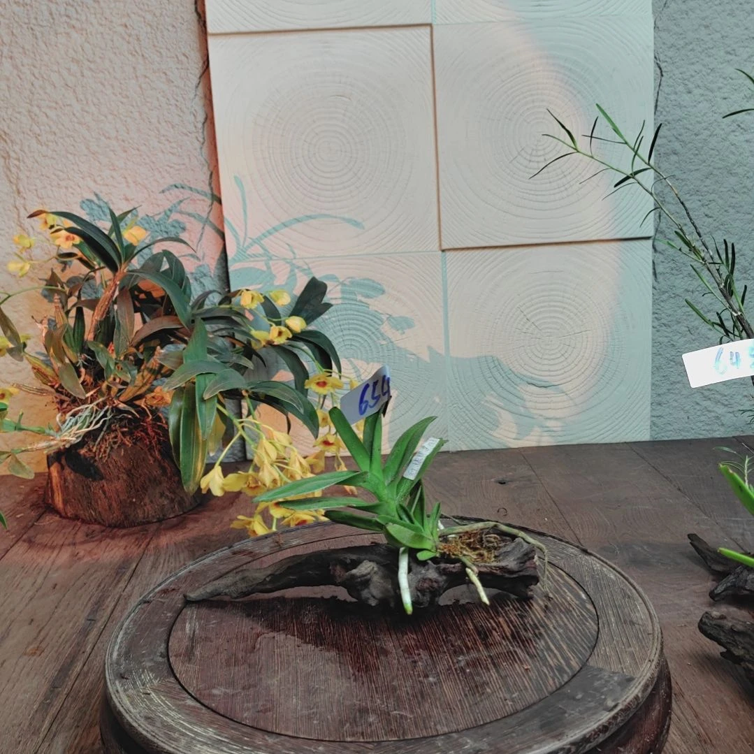 全部花朵654红指甲兰花卉