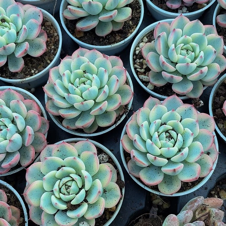 姬莲锦5.8带盆土