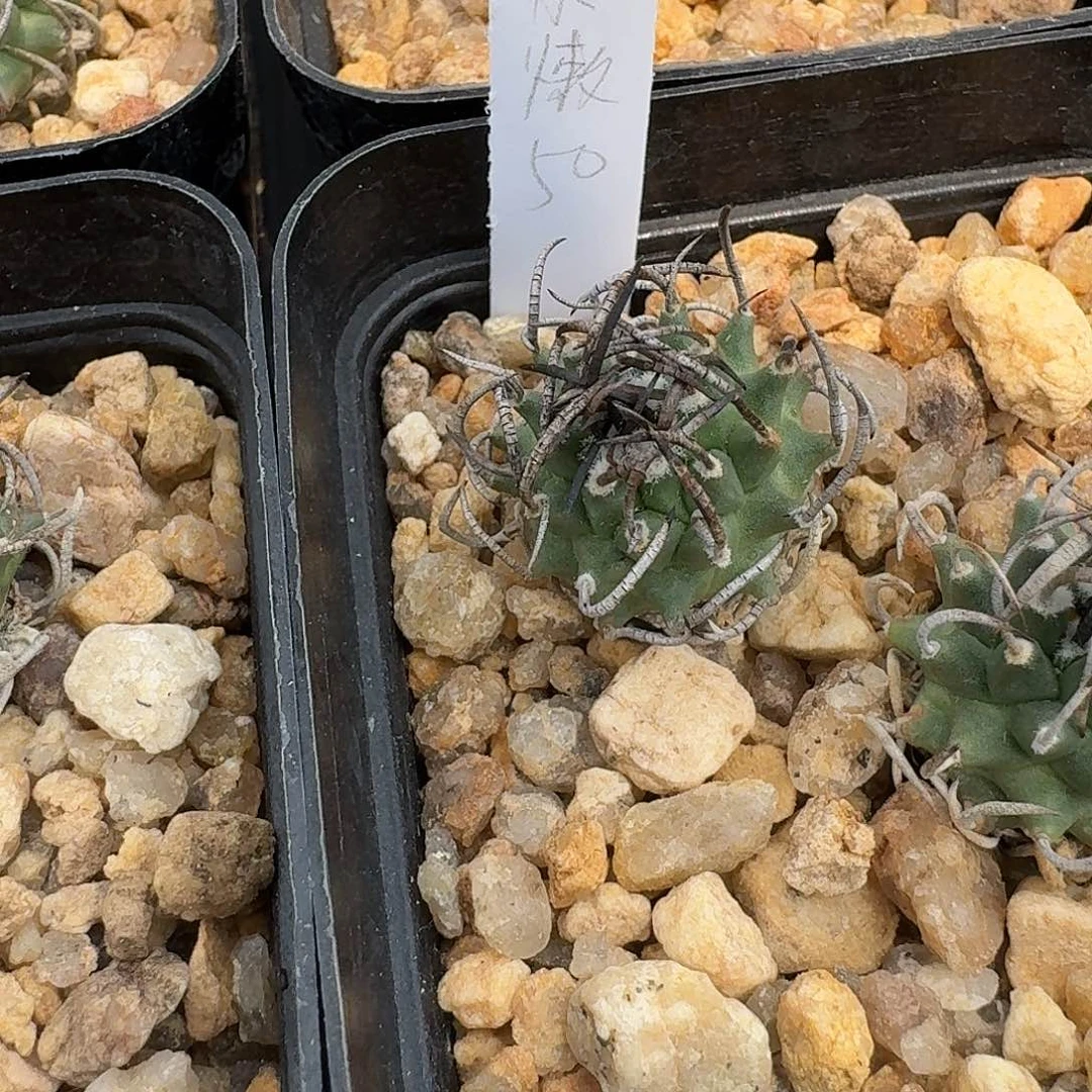 小****瑶花花花花花花花花花