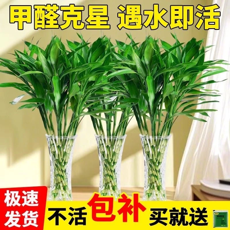 【基地直发80一90CM】富贵竹水培养花卉绿植物大棵客厅净化空气室内