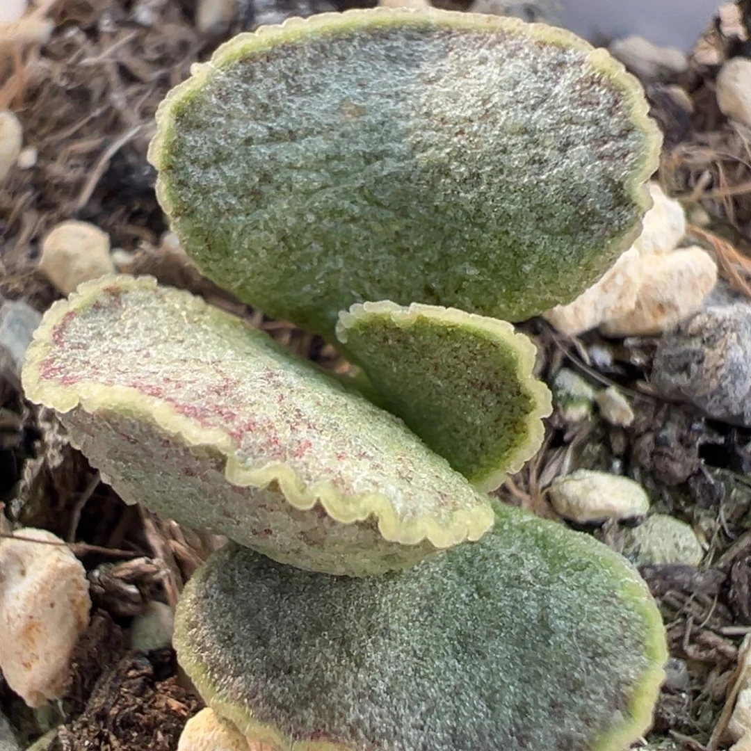 实生新品金属感蕾丝血斑