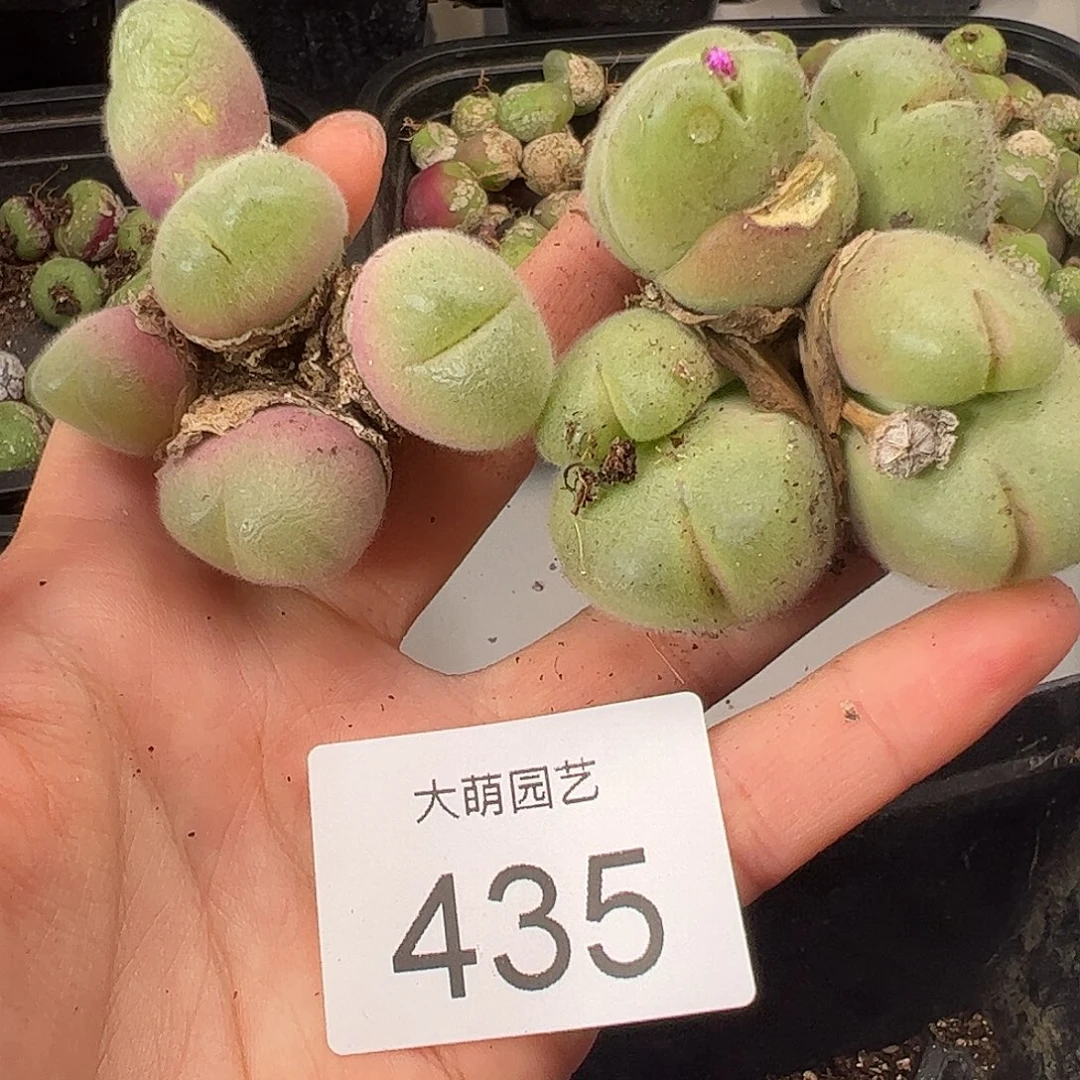 一物一拍             435