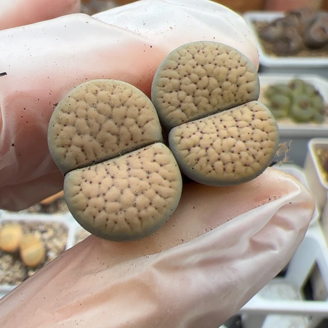 0574号德州多肉植物2个