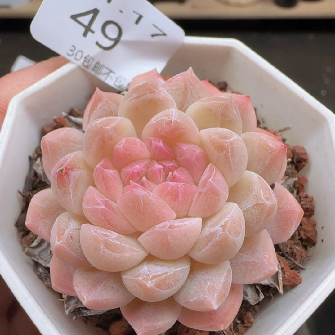 双心明月心一颗脱土