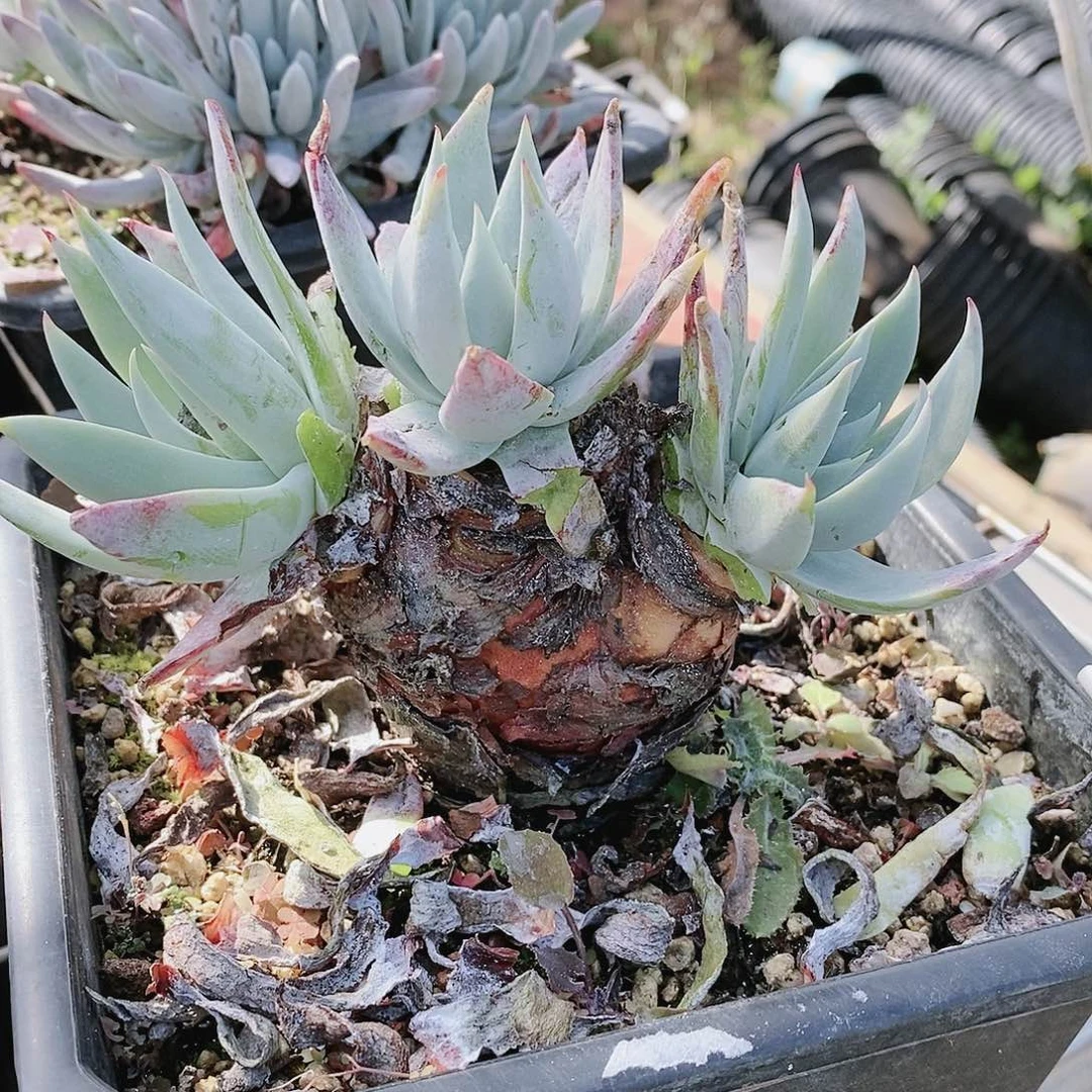 【闪购商品】苹果叶雪山多肉2096