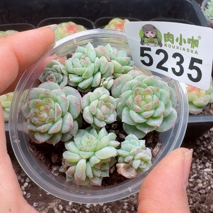 紫*铃多肉植物多肉植物