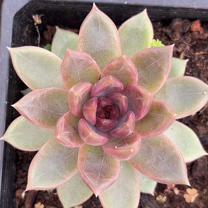 糖心美人特价多肉