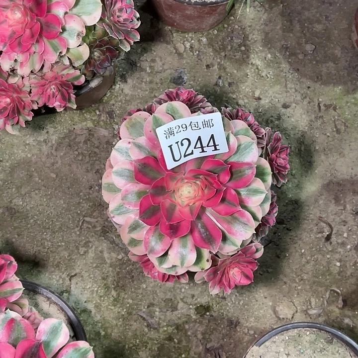 244粉女巫多肉植物