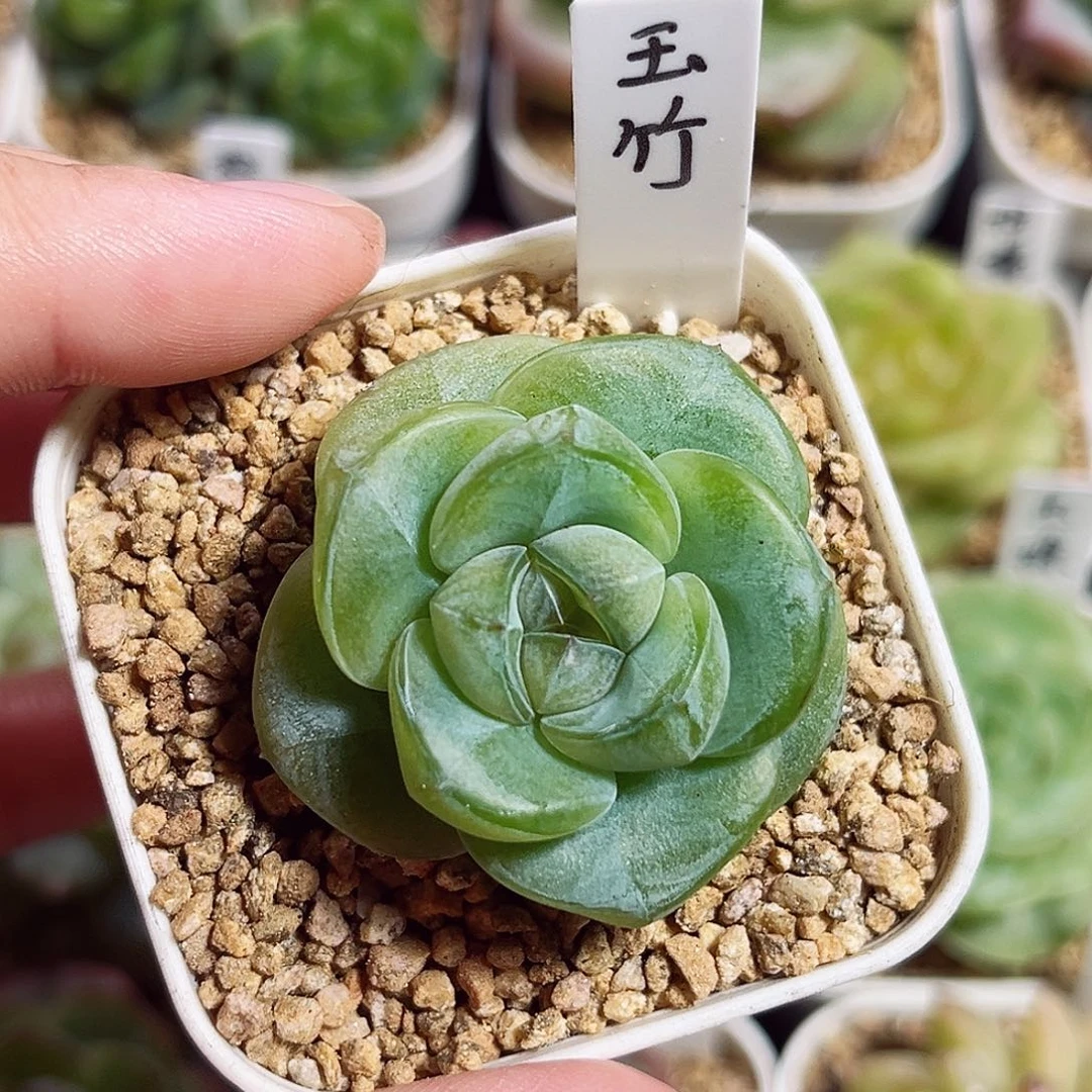 C42一物一拍 玉竹