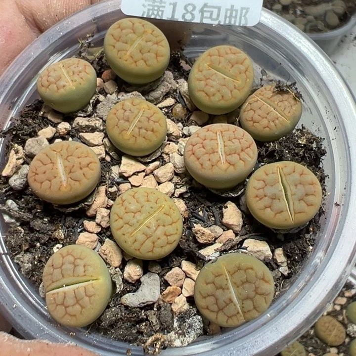 【闪购商品】 906。