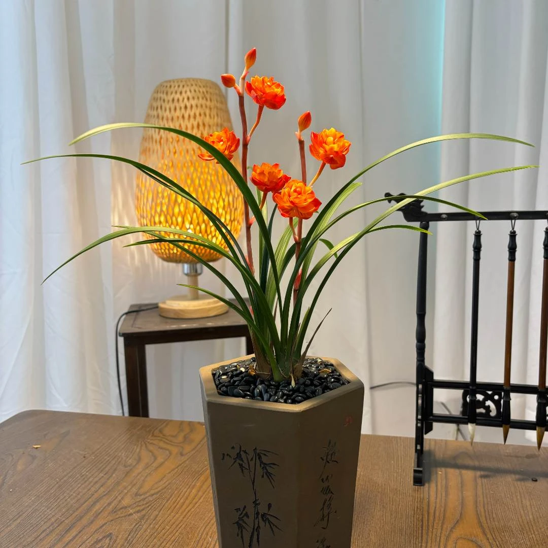 赤焰奇蝶  稀少国兰 高端奇花 非常香 室内室外好养兰花