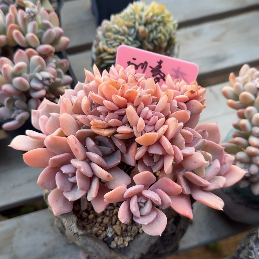 飞行少年加盆五十包邮