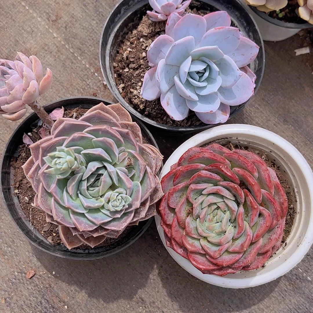 原始哈利，白莲，冰橙大单头精品组合