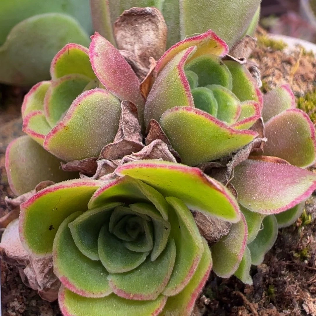 陈陈811不染x各种