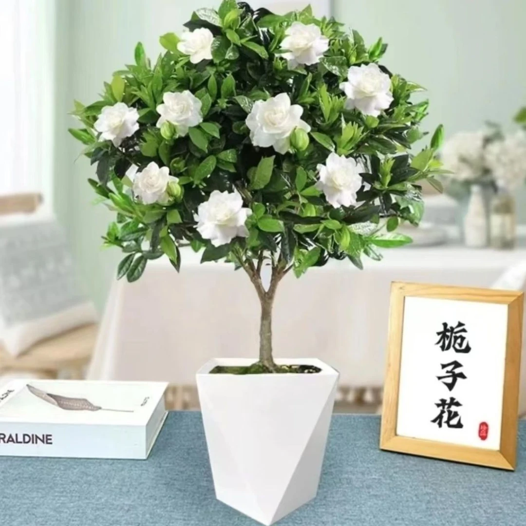 栀子花棒棒糖浓香型绿植四季开花客厅阳台吸甲醛好养花卉