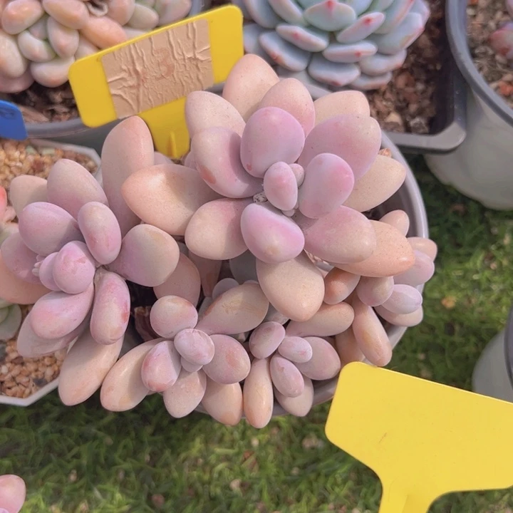 健健康康平平安安