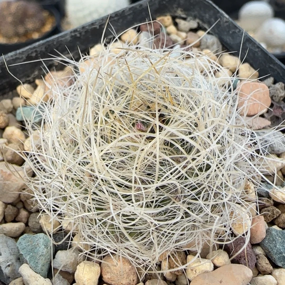 07实生混乱玉多肉