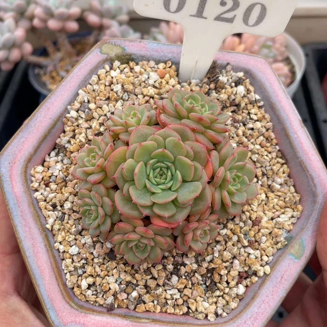 0120糖果宝贝不带盆7厘米