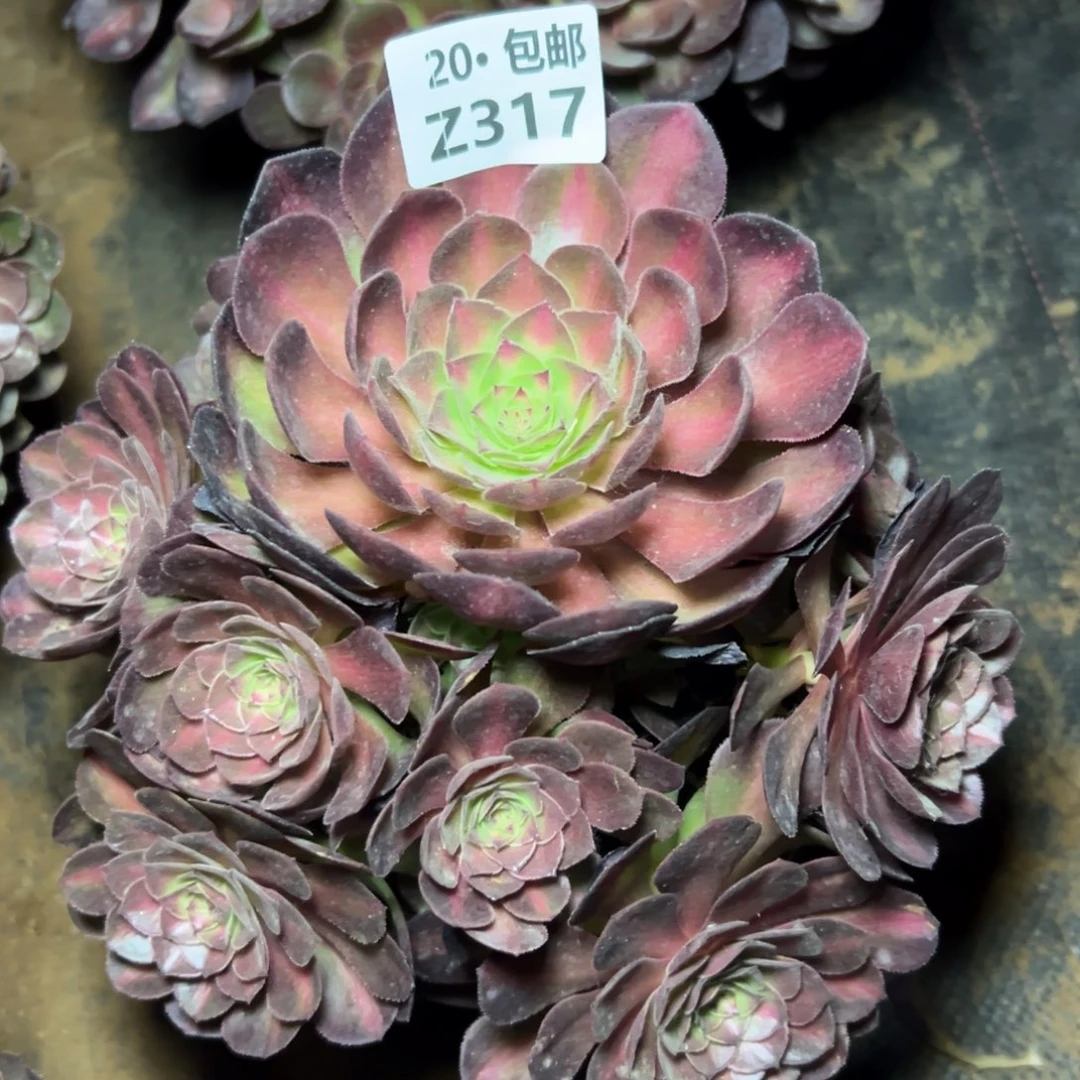 ?****?317红茶，满20包邮