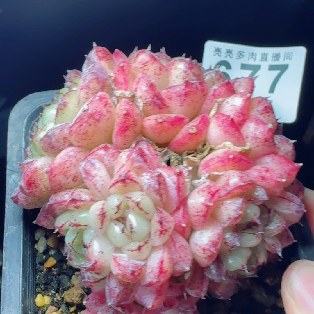 赤水晶      愿你一路坦途，乘风破浪展宏图