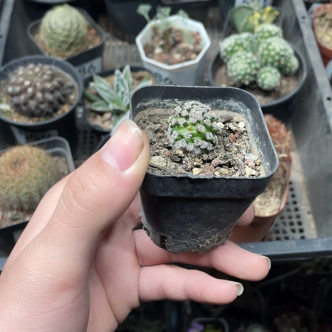 克氏丸（满18包邮）