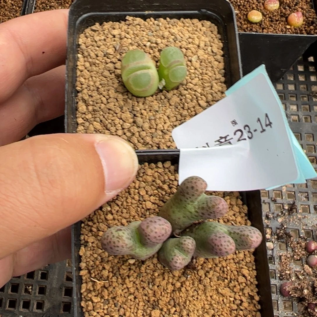 ?**?23-14肉锥多肉植物，