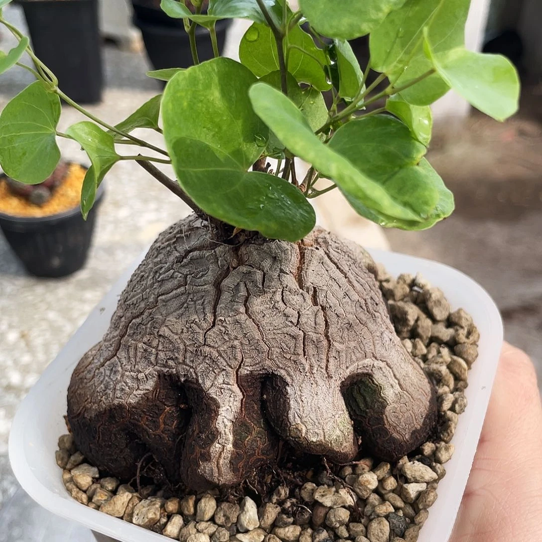 优选象足龟6666666666666