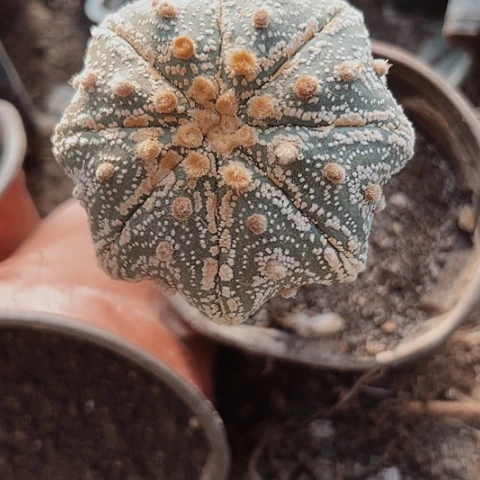 0038处理瑕疵兜海星兜