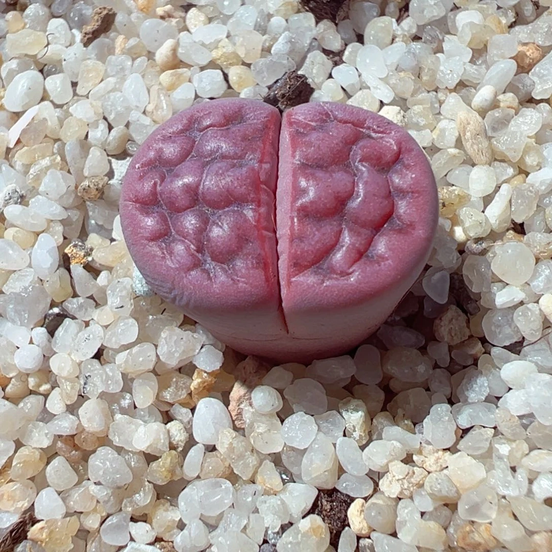 1224-517多肉多日阿克玫瑰