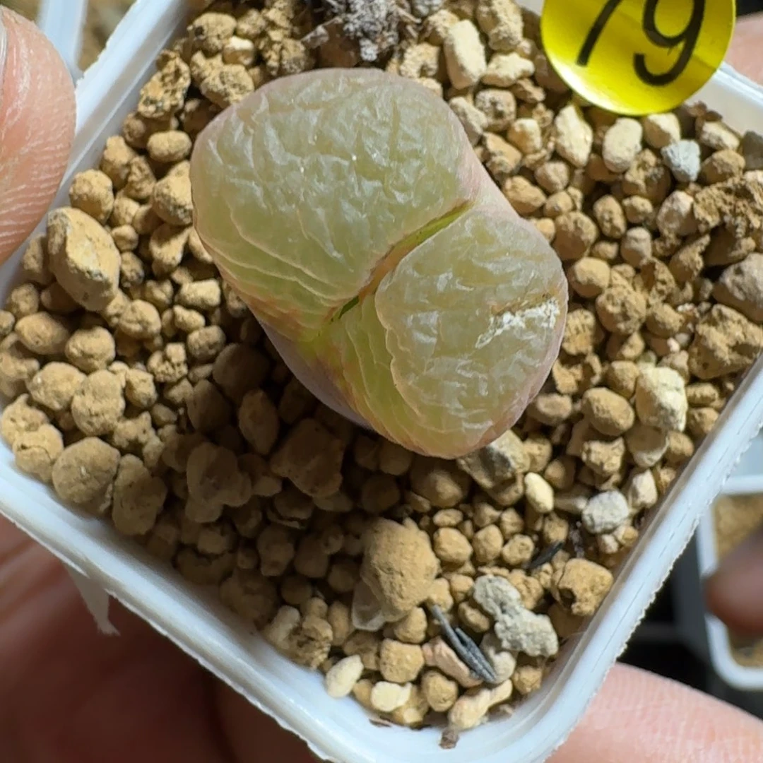 C****a多肉..................