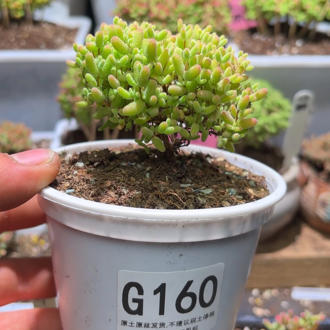 ?***?枝干番杏蜜橘G160