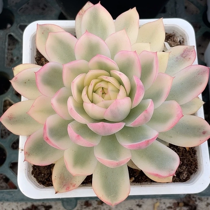 韩水晶锦一物一拍锦龙