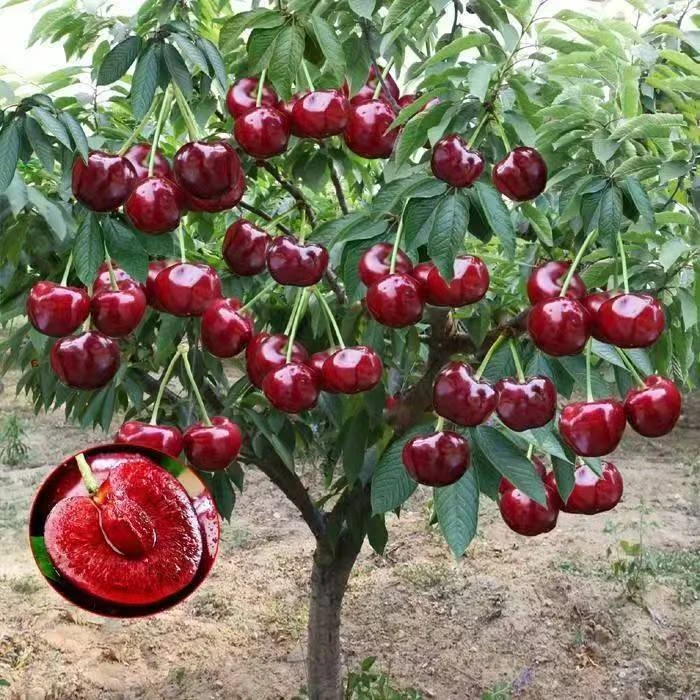 ZB【正宗树苗】黑珍珠车子盆栽地载南方北方阳台庭院果树苗