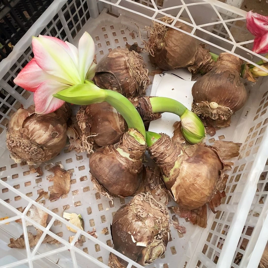 直播间帝卡日出大球花后清残一个