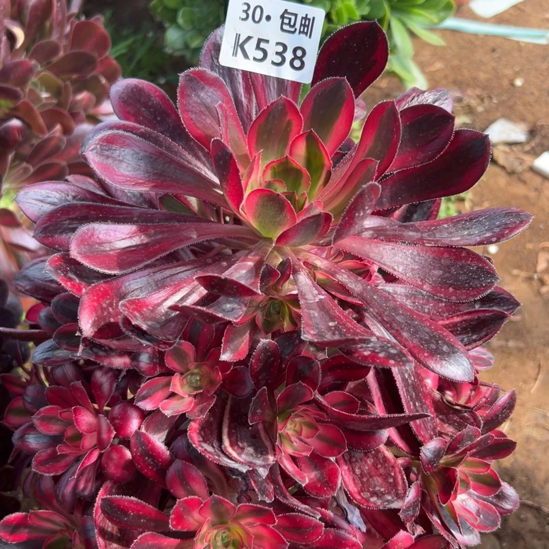 538香奶奶满20包邮