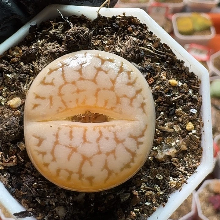 生石花233:：：/。   112