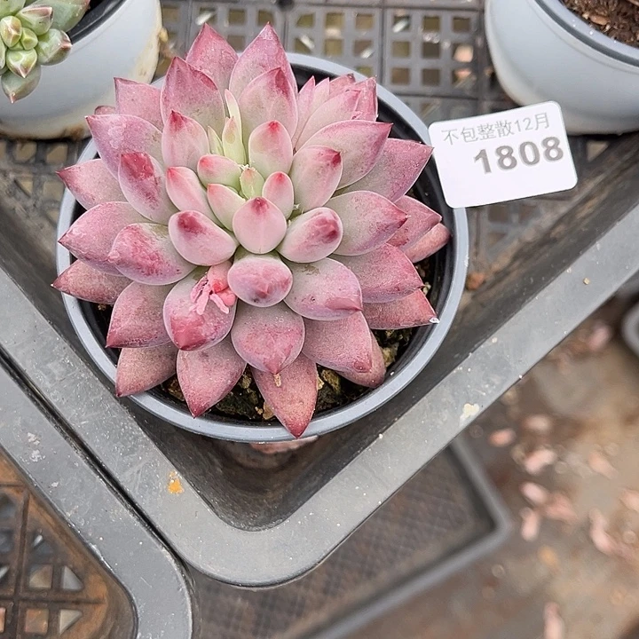 阿雅园艺。     1808虞美人