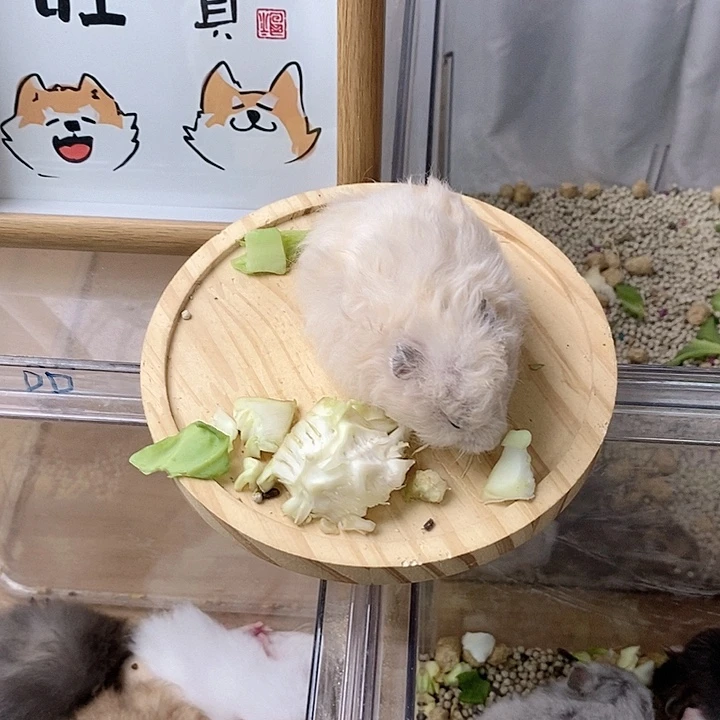 卷毛米熊妹妹温顺乖巧