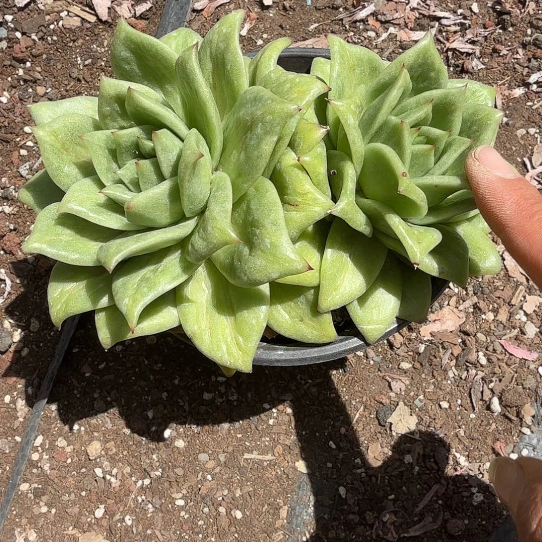 绿蔷薇多肉植物双头