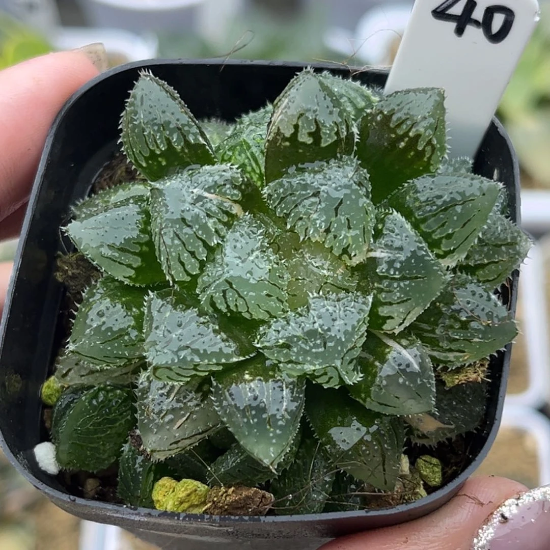 40魔刺锦十二卷多肉