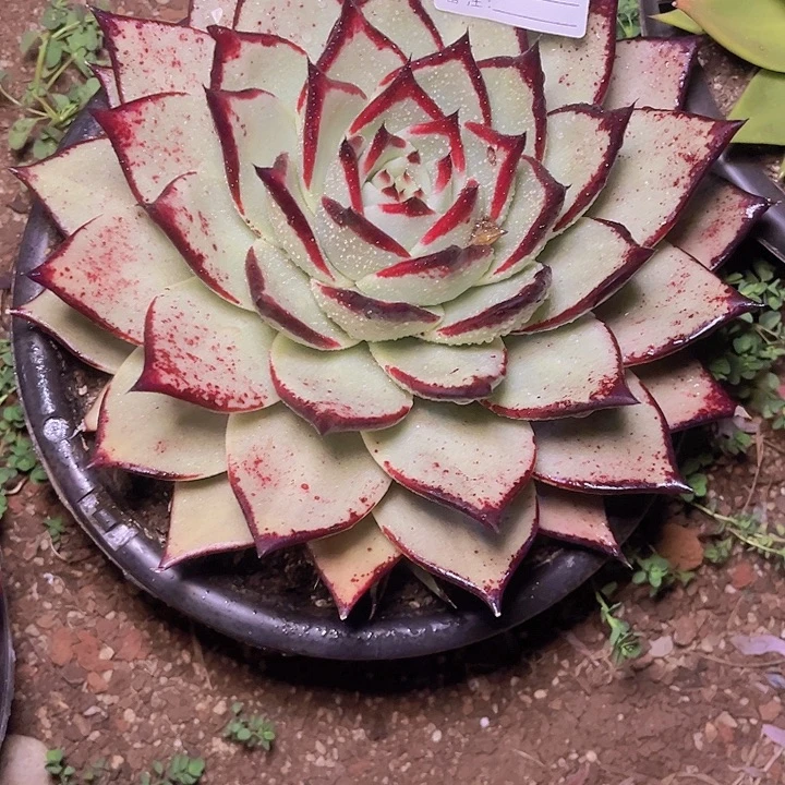 平***）好吧不知道怎么啦又要