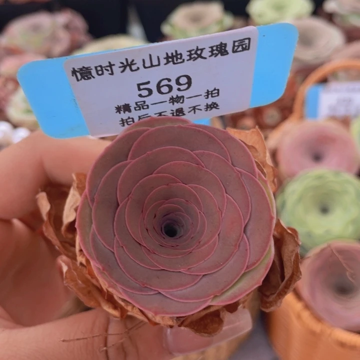 山地玫瑰569裸根发货不售后