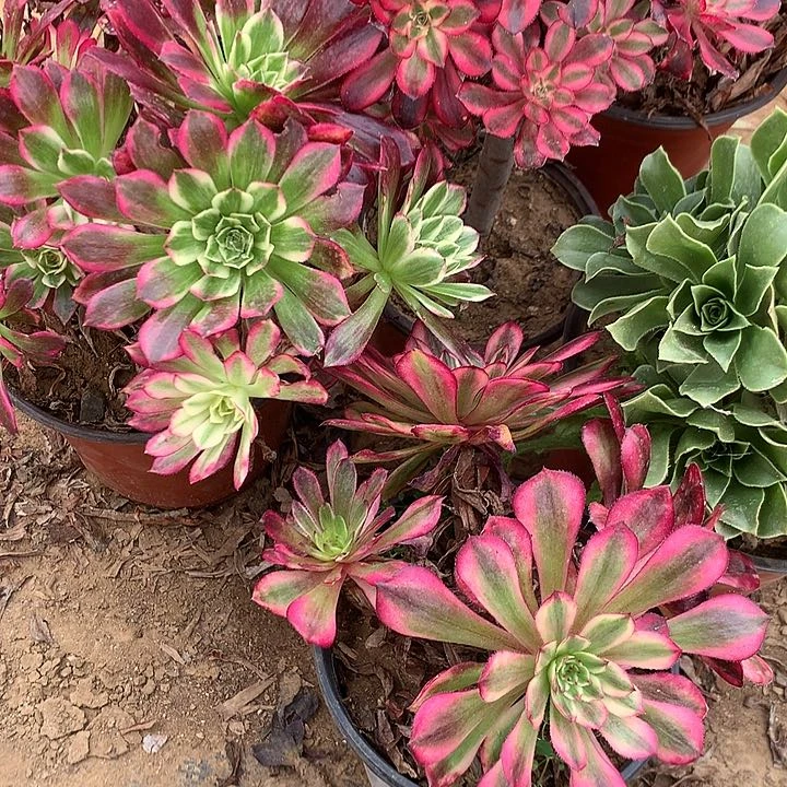 莲*多肉植物六颗组合35