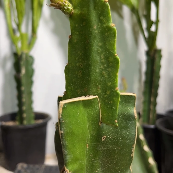 当前无花栽培后可以开花671