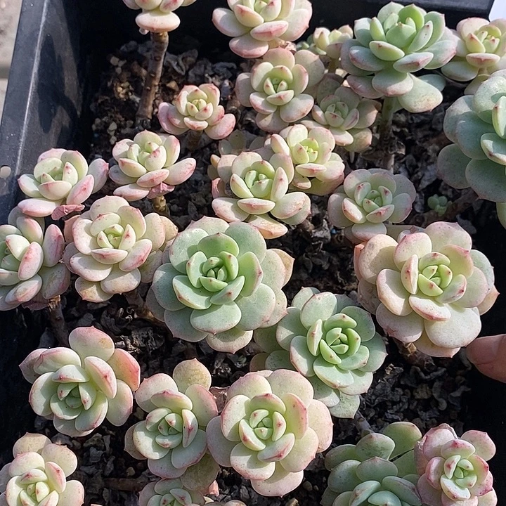 113 多肉植物盆栽花卉 不售后