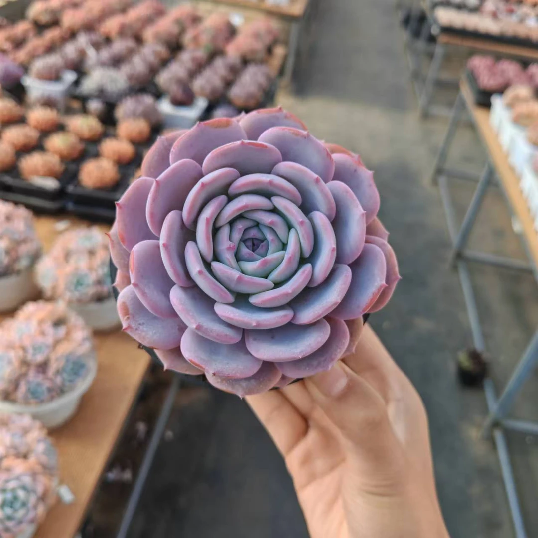 10#雪茶多肉植物       前男友精品多肉 sm0861