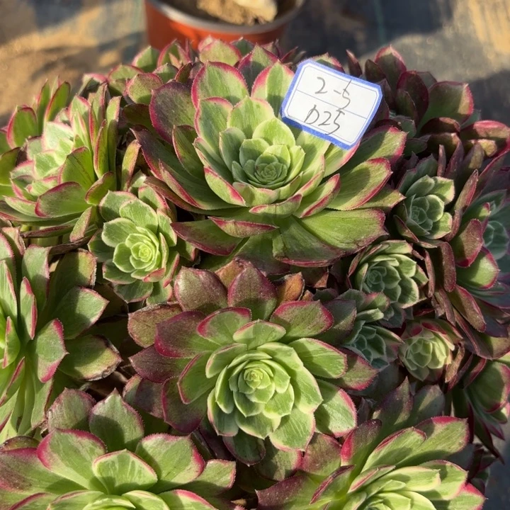 莲花多肉断枝不包25